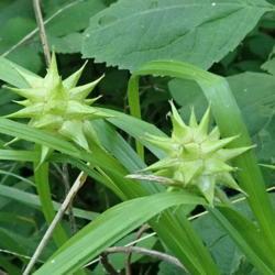 Location: Indiana zone 5
Date: 2018-07-04
wild along river bank