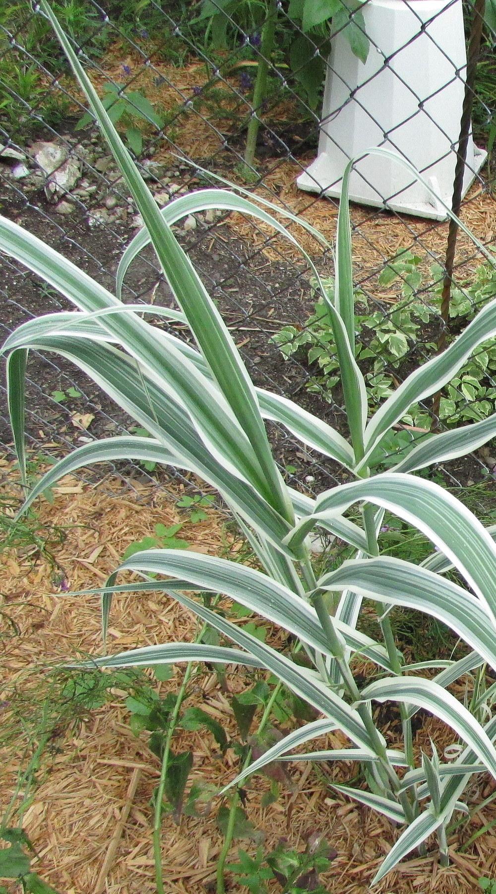 Photo of Giant Reed (Arundo donax 'Peppermint Stick') uploaded by jmorth