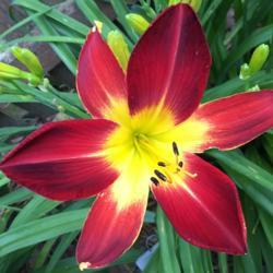 Location: My zone 5 garden.
Date: 2018-07-05
My very first red daylily and still going strong.  Love it.