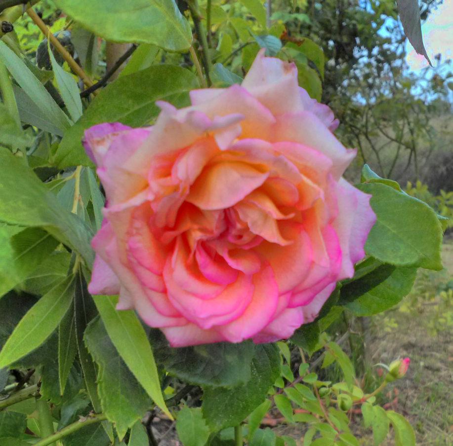 Photo of Rose (Rosa 'Alchymist') uploaded by manueldalmeida