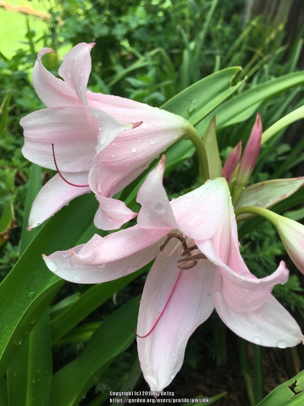Photo of Crinum 'Walter Flory' uploaded by piksihk