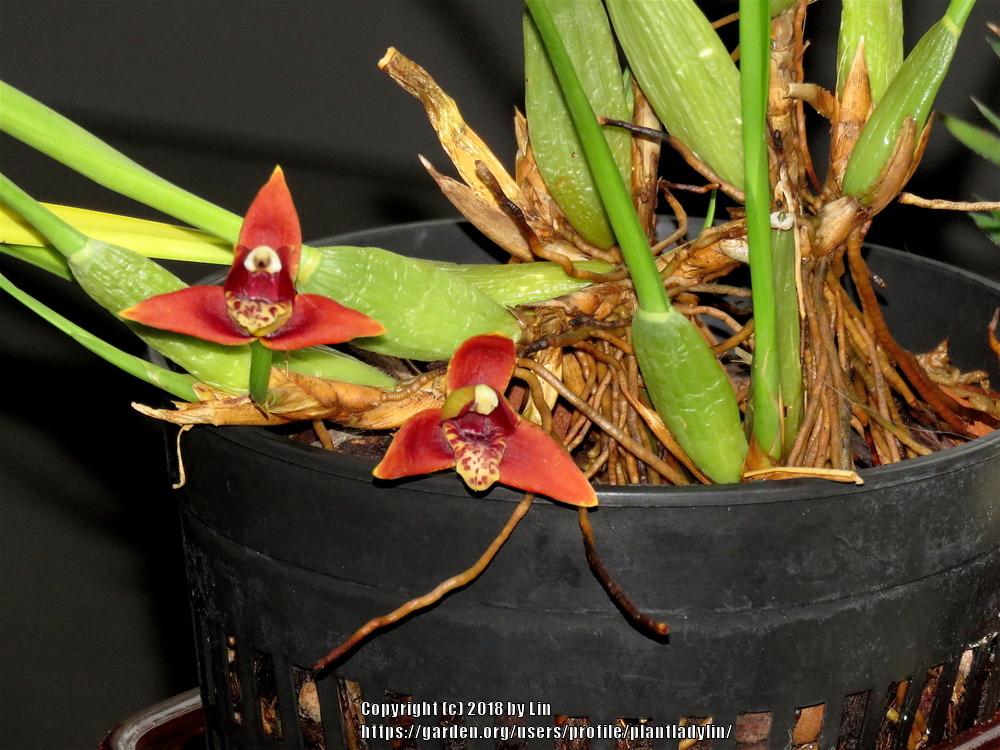 Photo of Coconut Orchid (Maxillaria tenuifolia 'Edna') uploaded by plantladylin