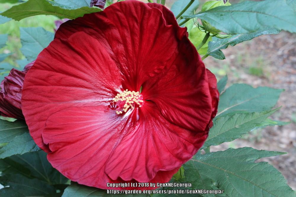 Photo of Hybrid Hardy Hibiscus (Hibiscus Summerific™ Cranberry Crush) uploaded by GenXNEGeorgia