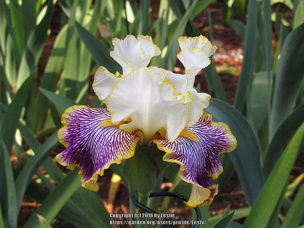 Photo of Tall Bearded Iris (Iris 'Gloriafied Glenn') uploaded by Lestv
