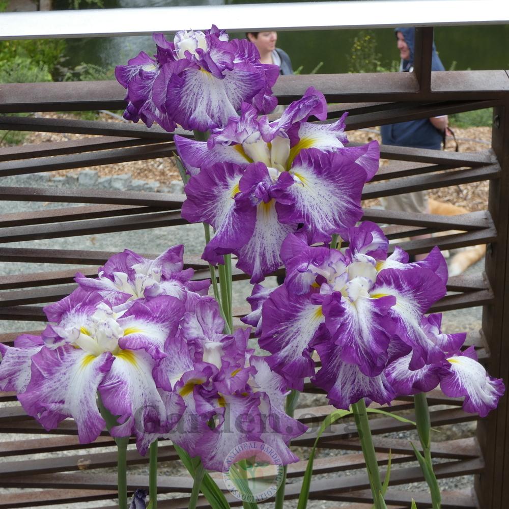 Photo of Japanese Iris (Iris ensata 'Lion King') uploaded by Patty