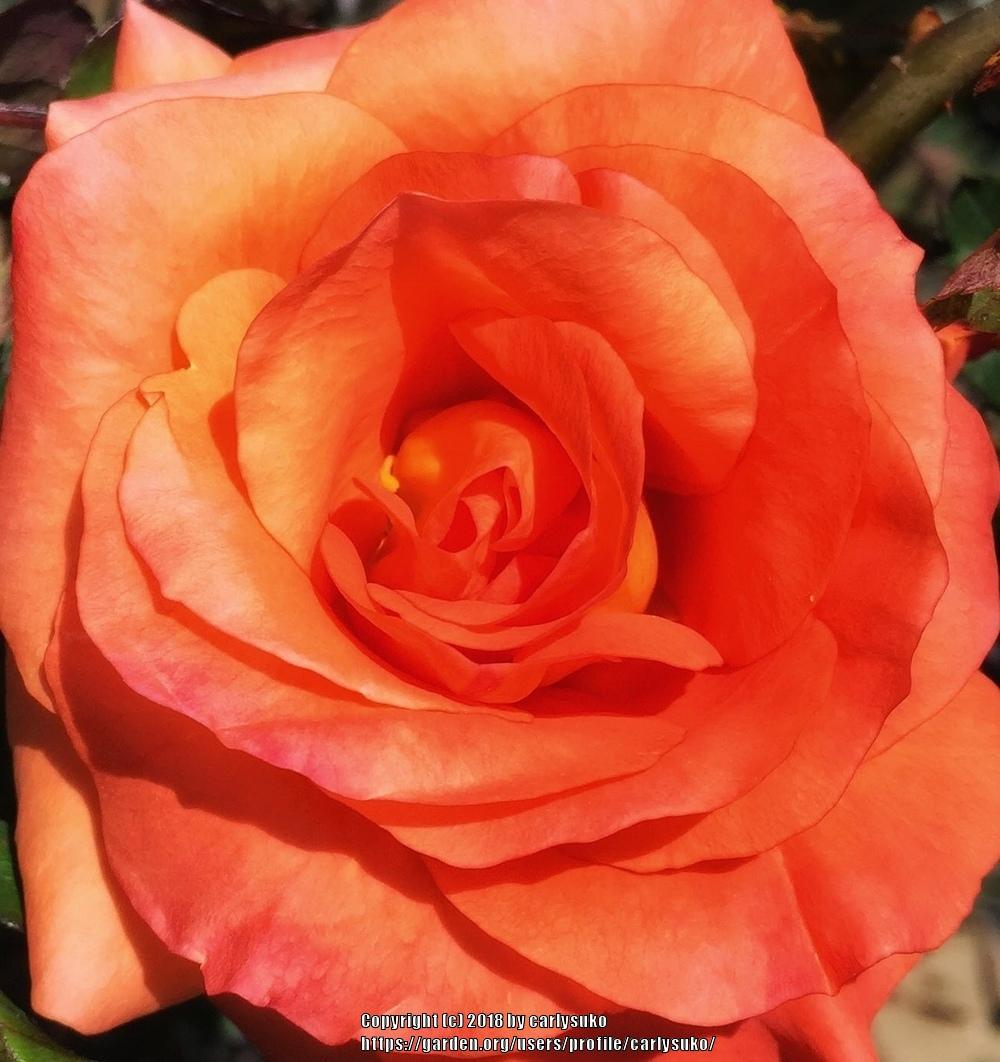 Photo of Rose (Rosa 'Tropicana') uploaded by carlysuko