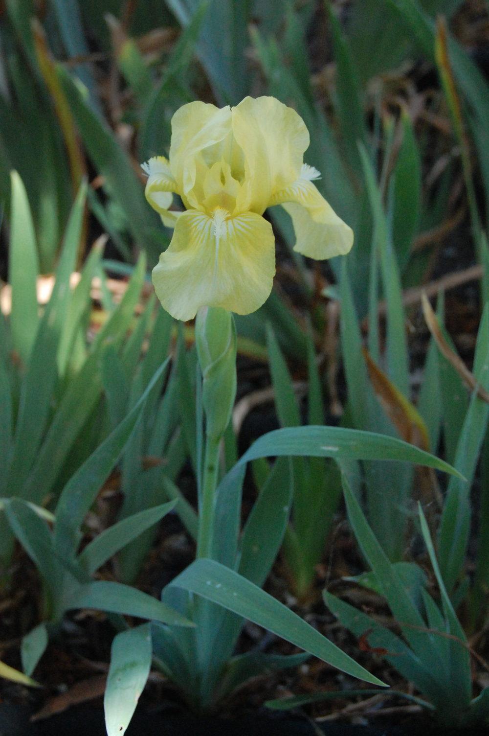 Photo of Standard Dwarf Bearded Iris (Iris 'Baby Blessed') uploaded by coboro