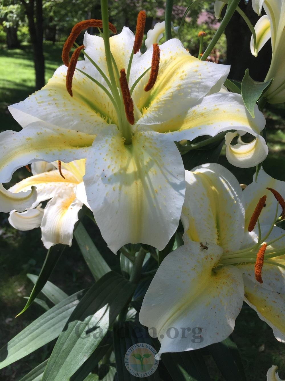 Photo of Lily (Lilium 'Spectacle') uploaded by magnolialover