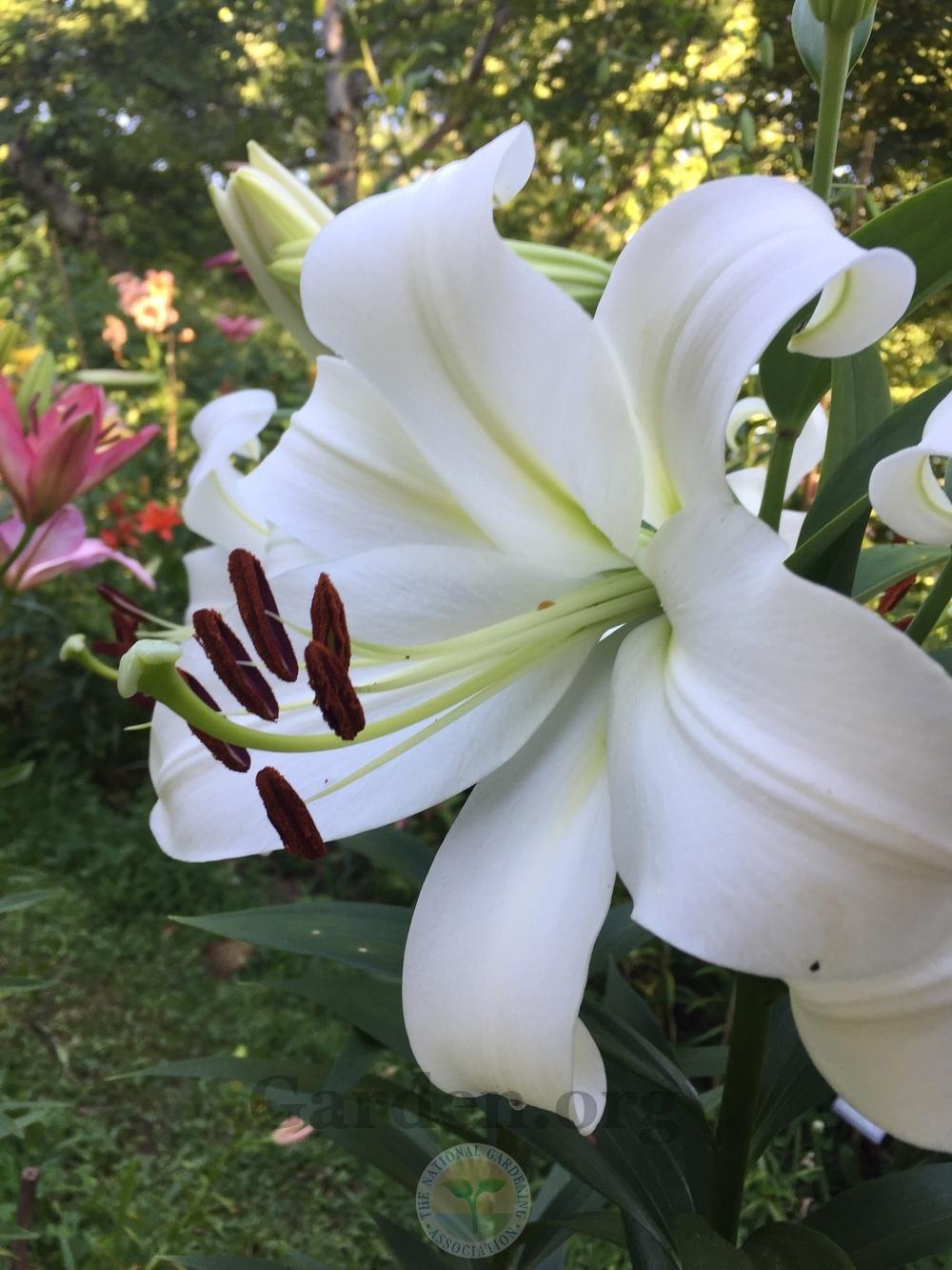 Photo of Lily (Lilium 'Frosty Wonder') uploaded by magnolialover