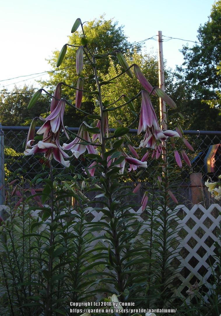 Photo of Lily (Lilium 'Bell Tower') uploaded by pardalinum