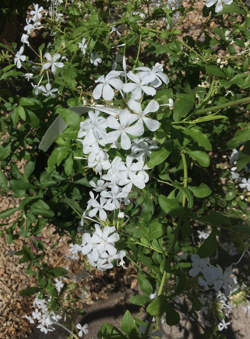 Photo of White Plumbago (Plumbago auriculata 'Alba') uploaded by plantmanager