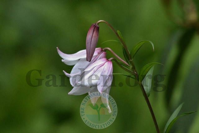 Photo of Lily (Lilium mackliniae) uploaded by Galanthophile