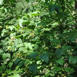 Location: Jenkins Arboretum in Berwyn, Pennsylvania
Date: 2018-07-07
foliage and immature fruit