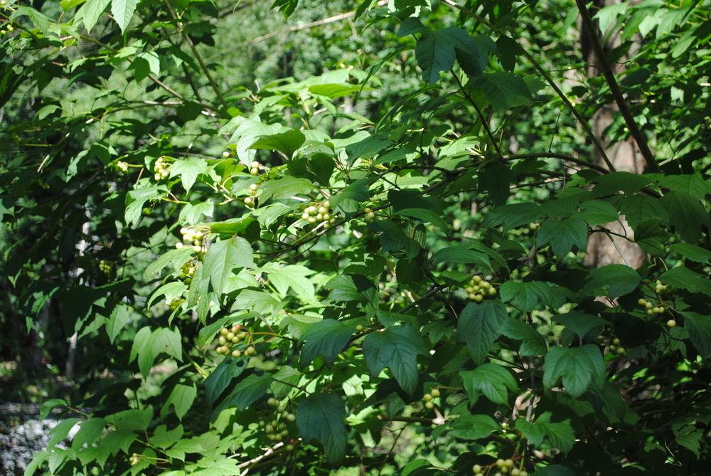 Photo of Highbush-Cranberry (Viburnum trilobum) uploaded by ILPARW