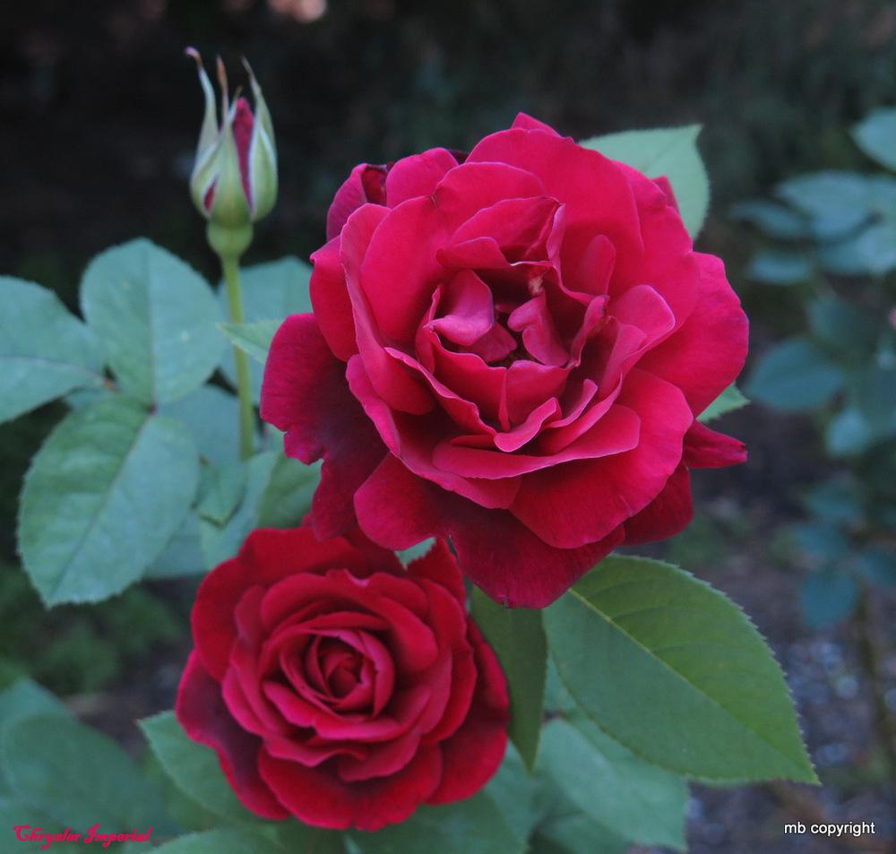 Photo of Rose (Rosa 'Chrysler Imperial') uploaded by MargieNY