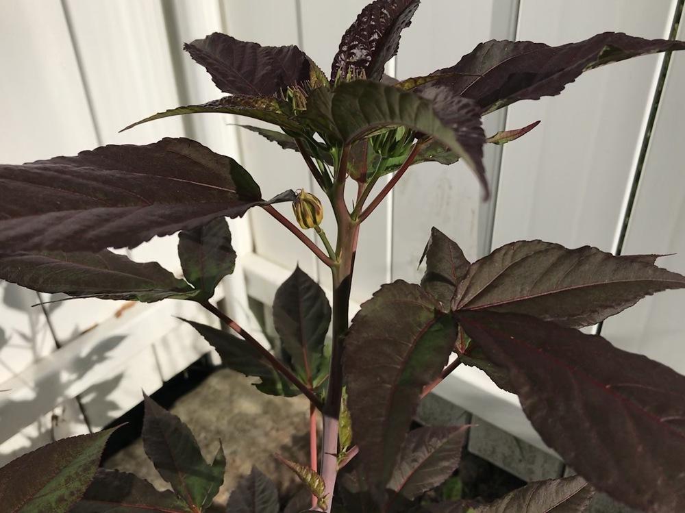 Photo of Hybrid Hardy Hibiscus (Hibiscus 'Midnight Marvel') uploaded by Michelezie