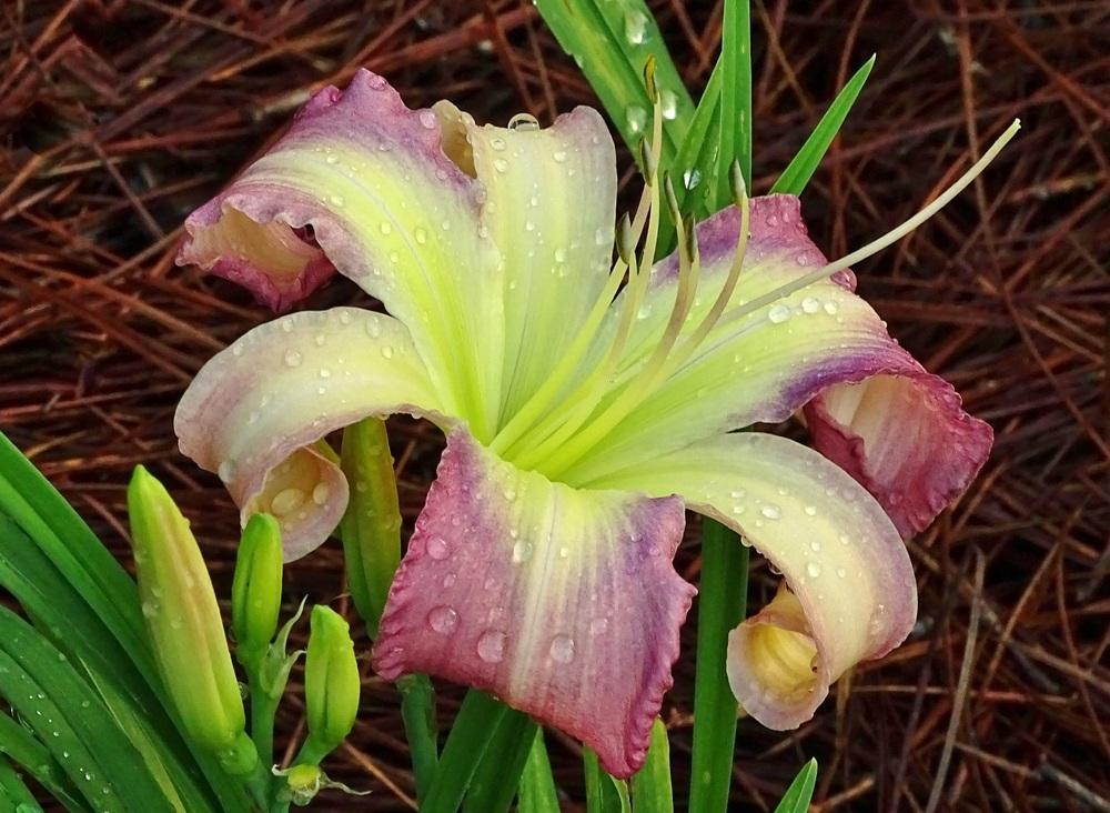 Photo of Daylily (Hemerocallis 'Breathing in Snowflakes') uploaded by SheilaC