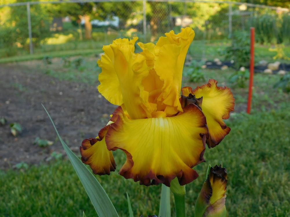 Photo of Tall Bearded Iris (Iris 'Rim of Fire') uploaded by bramedog