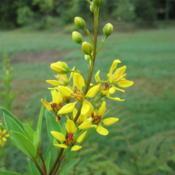 A wonderful shrub that has been known to show deer resistance