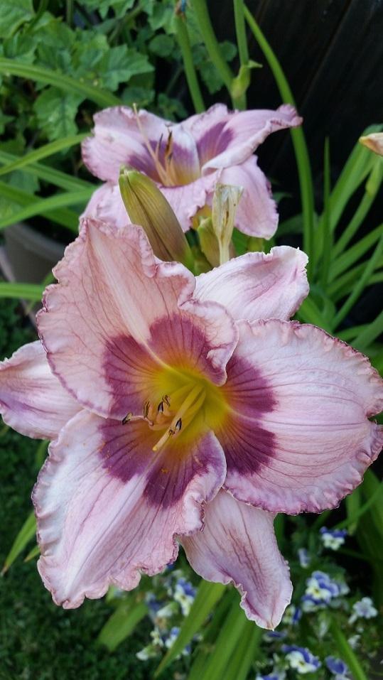 Photo of Daylily (Hemerocallis 'Sailing Against the Wind') uploaded by flowerpower35