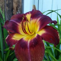 Location: My garden, Eagle Point, Oregon
Date: 2018-06-15
FFE Bloom, Huge!