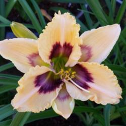 Location: My garden, Eagle Point, Oregon
Date: 2018-06-26
FFE Bloom, Very pretty!