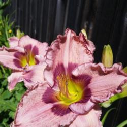 Location: My garden, Eagle Point, Oregon
Date: 2018-06-20
A blooming machine in my garden