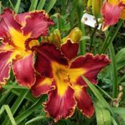 Valley Of The Daylilies