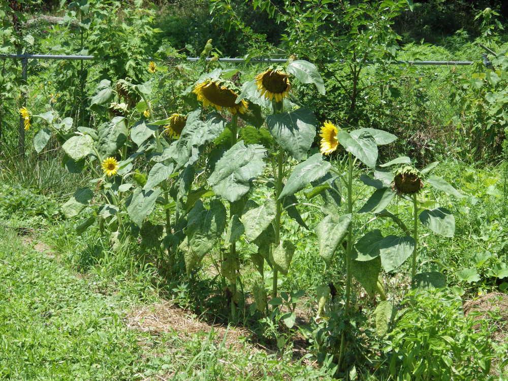 Photo of Sunflowers (Helianthus annuus) uploaded by pdermer1x