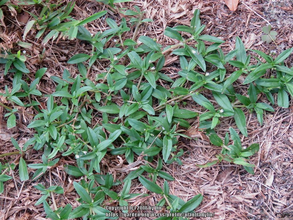 Photo of Virginia Buttonweed (Diodia virginiana) uploaded by plantladylin