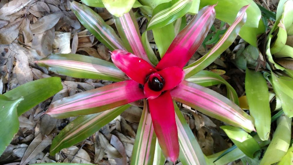 Photo of Blushing Bromeliad (Neoregelia carolinae 'Caroline Tricolor') uploaded by wilmarosebud