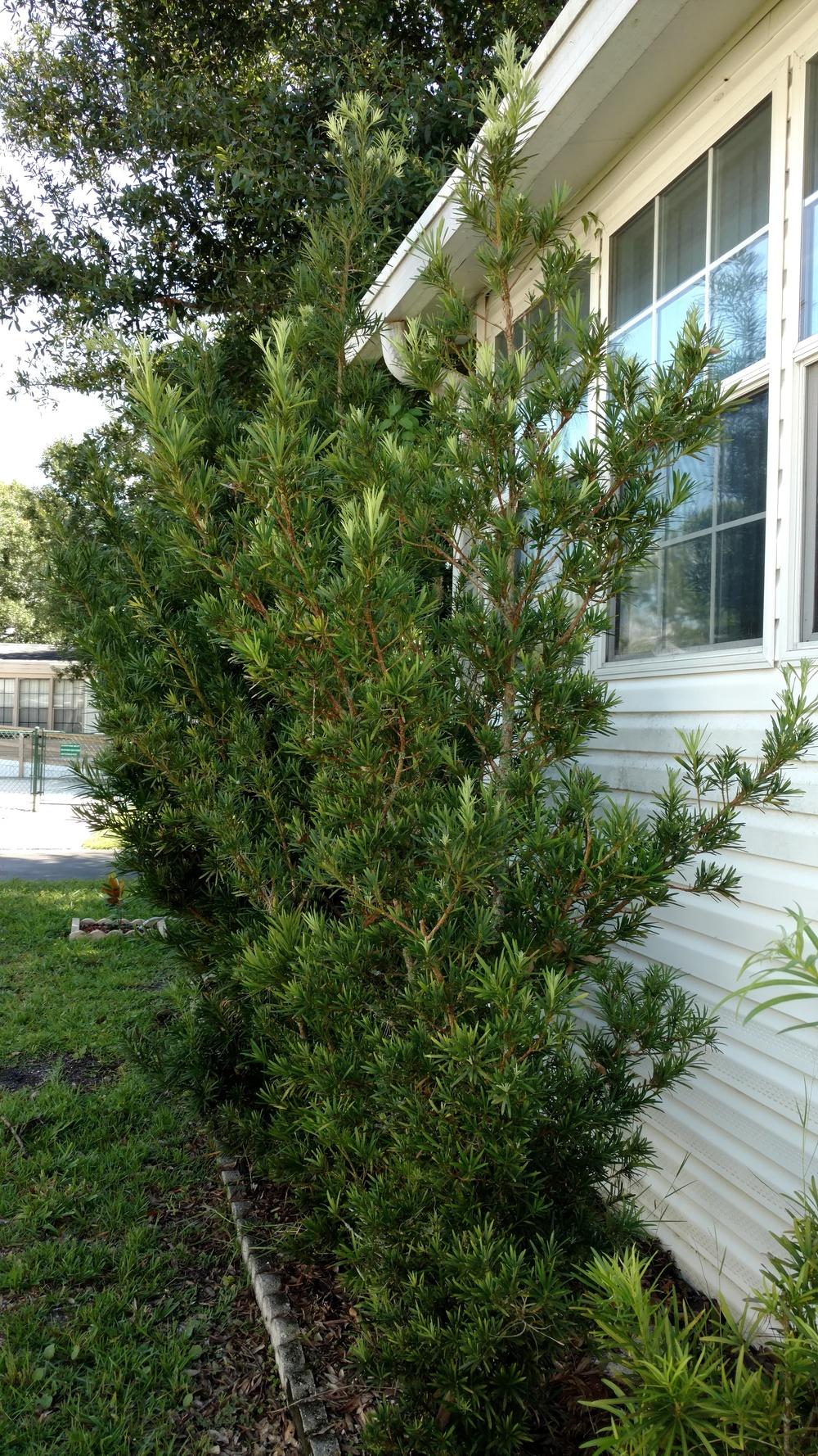 Photo of Buddhist Pine (Podocarpus macrophyllus) uploaded by wilmarosebud