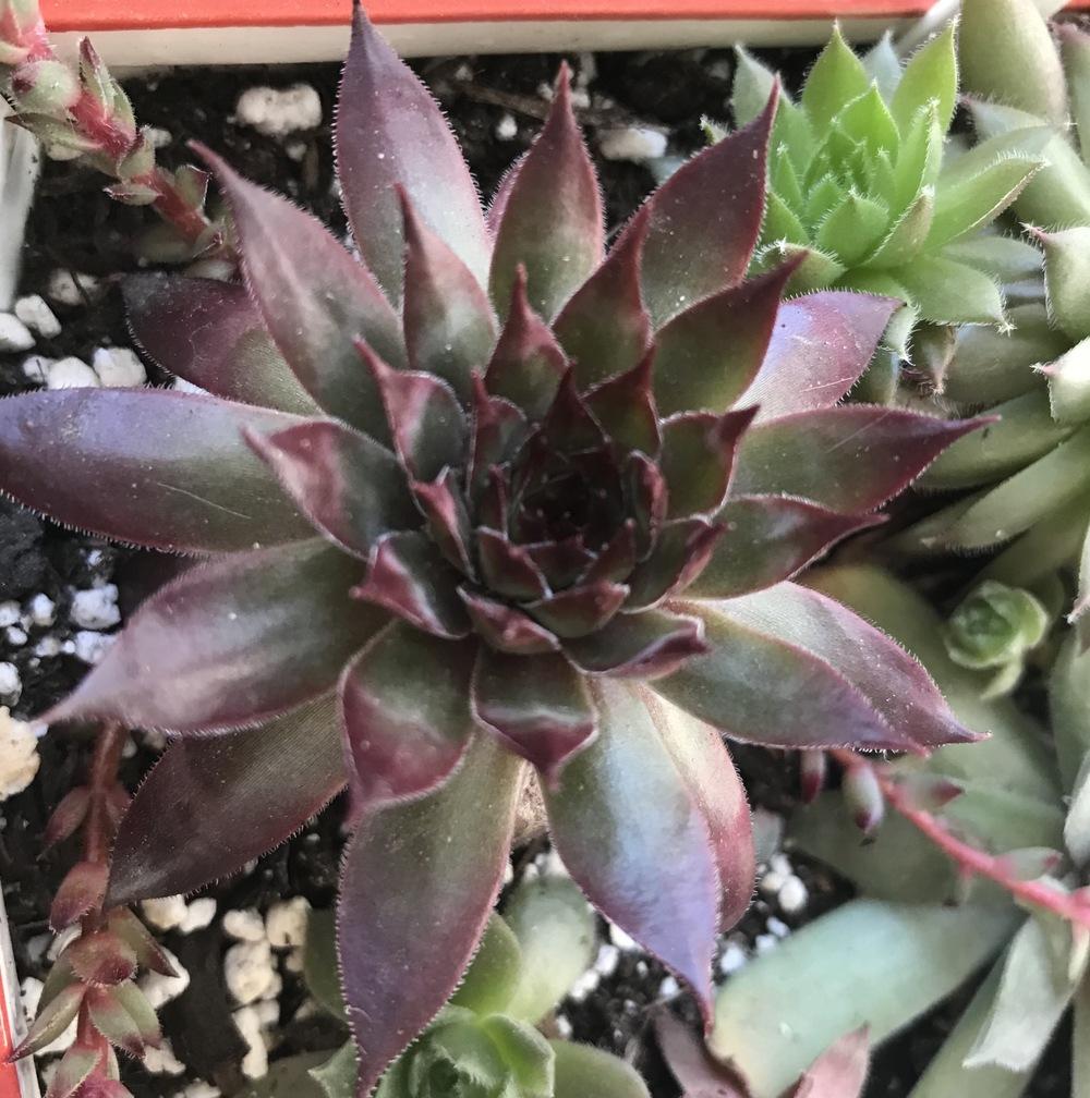 Photo of Hen and Chicks (Sempervivum 'Bronco') uploaded by Foxamilion