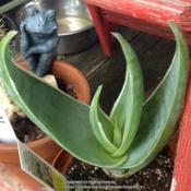 This aloe is a young plant