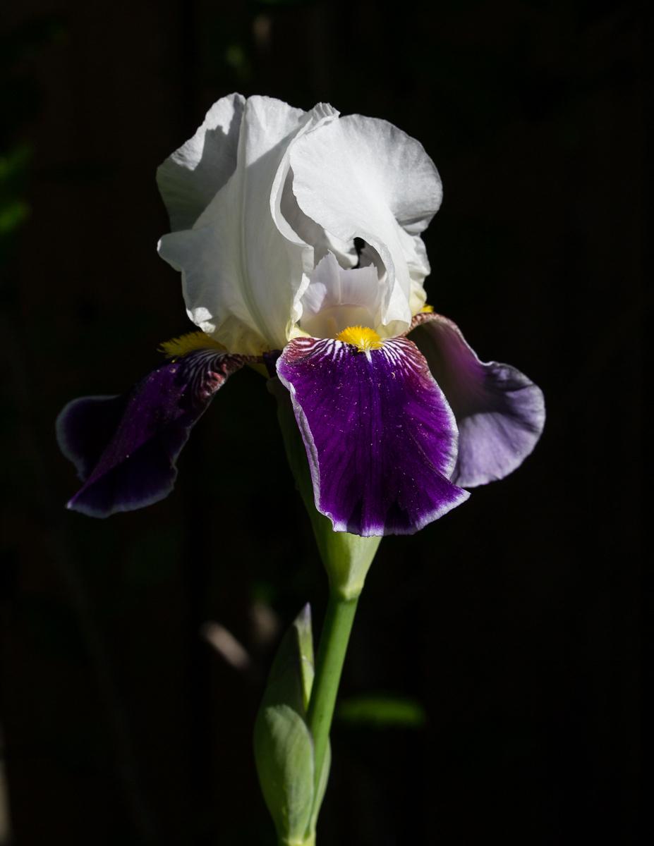 Photo of Tall Bearded Iris (Iris 'Wabash') uploaded by KatEnns
