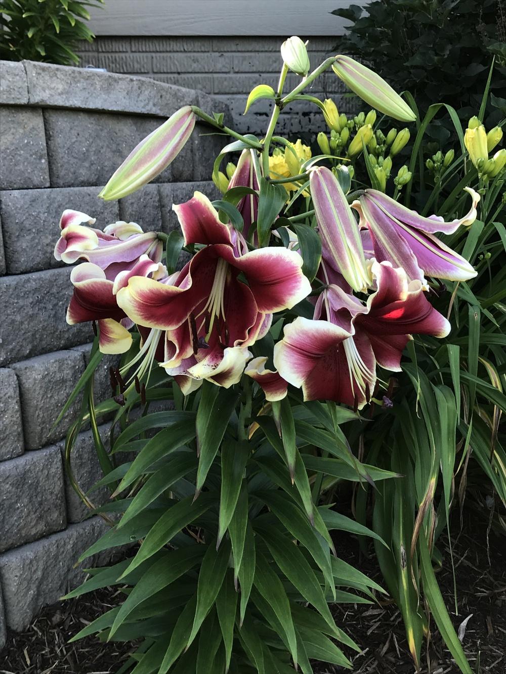 Photo of Lily (Lilium African Lady) uploaded by Legalily