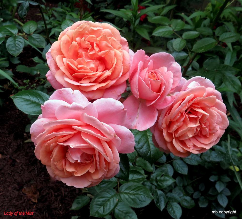 Photo of Rose (Rosa 'Lady of the Mist') uploaded by MargieNY