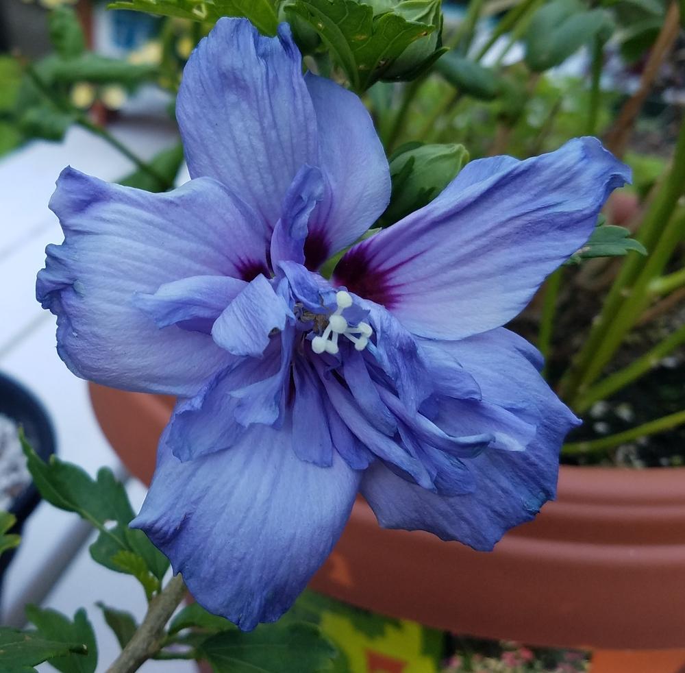 Photo of Rose of Sharon (Hibiscus syriacus Blue Chiffon™) uploaded by Onewish1