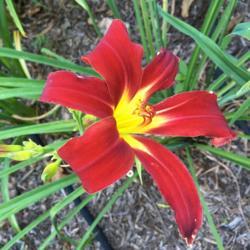 Location: My garden, Pequea, Pennsylvania, USA
Date: 2018-07-09
Holly Dancer's first bloom ever in my garden.