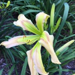 Location: My garden, Pequea, Pennsylvania, USA
Date: 2018-07-09
Monster Magic's first bloom ever in my garden; bonus plant from W