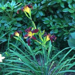 Location: My garden, Pequea, Pennsylvania, USA
Date: 2018-07-09
Second summer in my garden; I love the rich, plush, velvety black