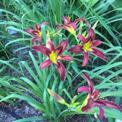 Location: My garden, Pequea, Pennsylvania, USA
Date: 2018-07-09
Second summer in my garden; good grower, but blooms have more bro