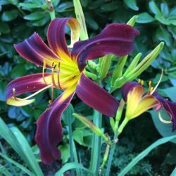 Location: My garden, Pequea, Pennsylvania, USA
Date: 2018-07-09
Second summer in my garden; I love the rich, plush, velvety black