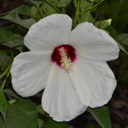 Location: Botanical Gardens of the State of Georgia...Athens, Ga
Date: 2018-07-08
Rose Of Sharon 005