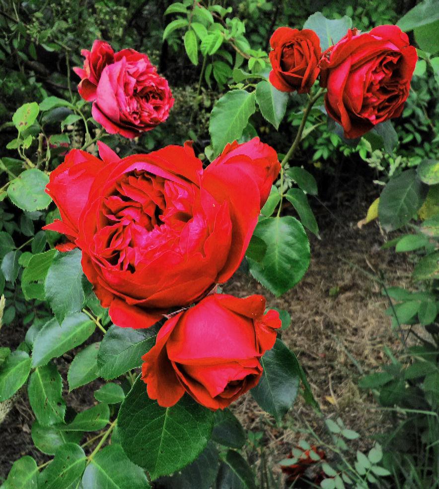 Photo of Rose (Rosa 'Red Eden') uploaded by manueldalmeida