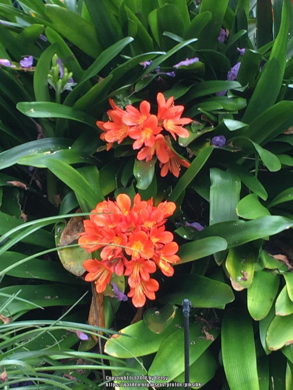 Photo of Clivias (Clivia) uploaded by piksihk