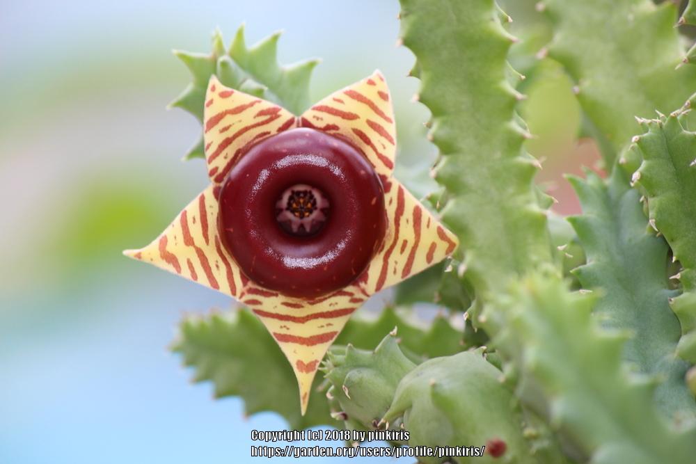 Photo of Lifesaver Plant (Ceropegia zebrina subsp. zebrina) uploaded by pinkiris