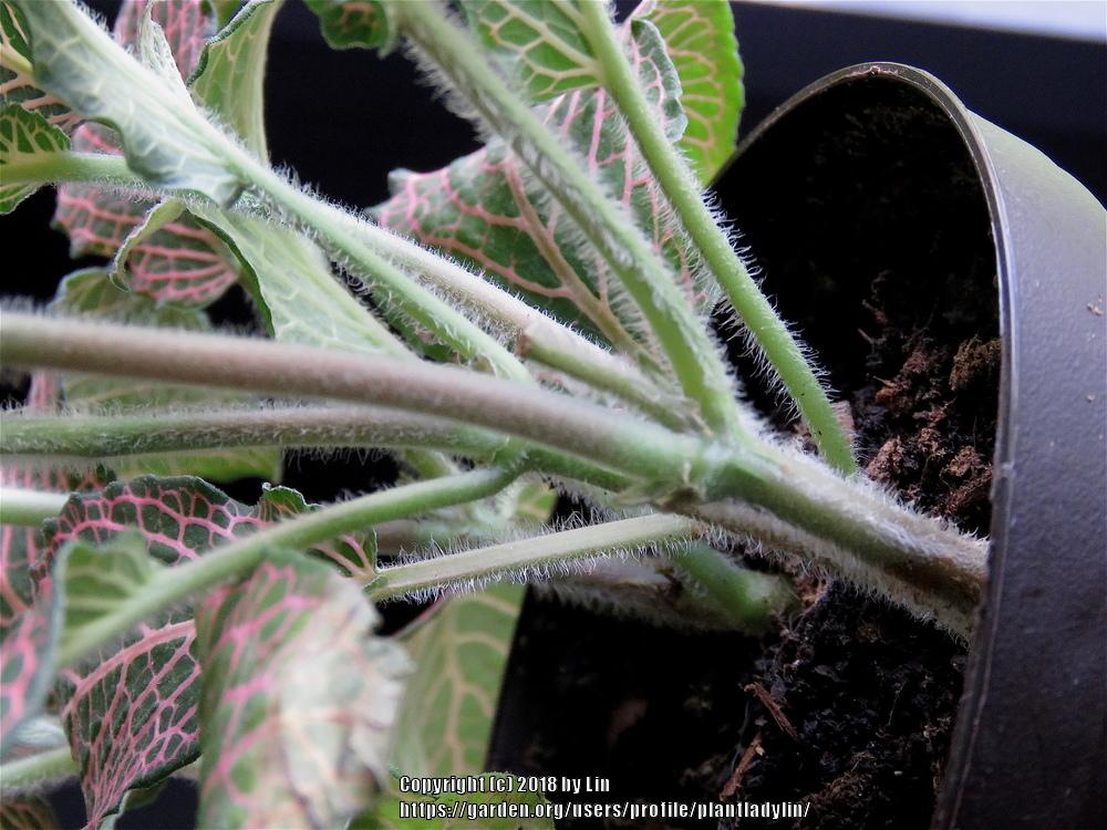 Photo of Nerve Plant (Fittonia albivenis) uploaded by plantladylin