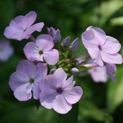 Location: My Garden, Ontario, Canada
Date: 2018-07-01
This is a very compact phlox, great for the front of the border.