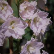 A shorter delphinium, with a pink flower with a white bee.